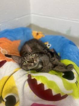Pablo -  Domestic Short Hair Cat for Adoption in Colonial Heights, Virginia - Pablo | PetCurious