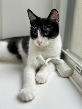 Priya -  Domestic Short Hair Cat for Adoption in Cincinnati, Ohio - Priya | PetCurious