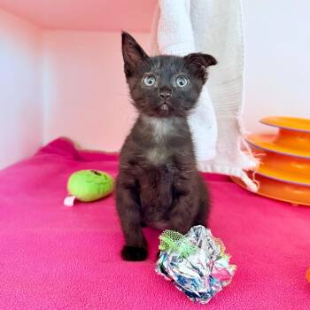 Domestic Short Hair Cats Available for Adoption in Phoenix, Arizona - Mink | PetCurious