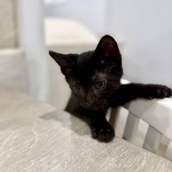 Hermes -  Domestic Short Hair Cat for Adoption - Hermes | PetCurious