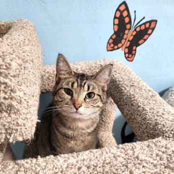 Rescue Domestic Short Hair Cats for Adoption in Greenfield, Indiana - Cass Elliot | PetCurious