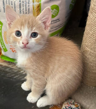 Rescue Domestic Short Hair Cats for Adoption in Redmond, Washington - Boxcar | PetCurious