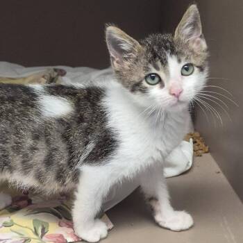 Walter -  Domestic Short Hair Cat for Adoption in Hattiesburg, Mississippi - Walter | PetCurious