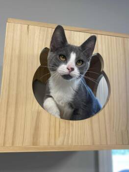 Rescue Domestic Short Hair Cats for Adoption in Effingham, Illinois - Sylvie | PetCurious