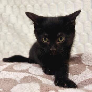 Domestic Short Hair Cats Available for Adoption in Riverwoods, Illinois - Jinu | PetCurious