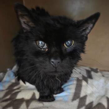 Toothless -  Domestic Medium Hair Cat for Adoption in Madisonville, Kentucky - Toothless | PetCurious