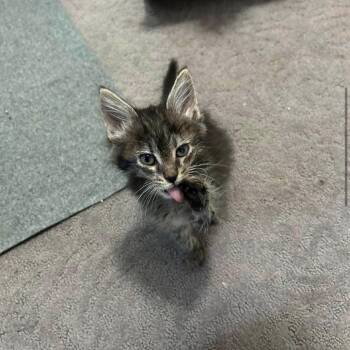 Chupa -  Domestic Medium Hair Cat for Adoption in Harrisonburg, Virginia - Chupa | PetCurious