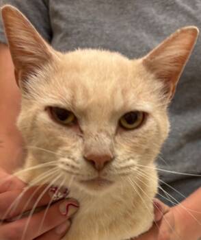 Rescue Domestic Short Hair Cats for Adoption in Elizabethton, Tennessee - BRONSON | PetCurious