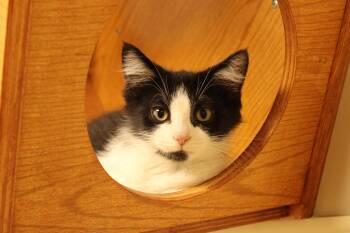 Rescue Domestic Short Hair Cats for Adoption in Urbana, Ohio - Abbie | PetCurious