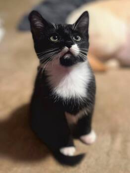 Rescue Domestic Short Hair Cats for Adoption in Fall River, Massachusetts - Blossom | PetCurious