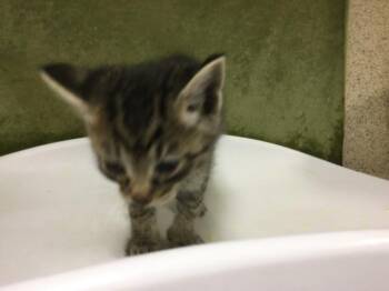 Domestic Short Hair Cats Available for Adoption in Riverside, California - A1917612 | PetCurious