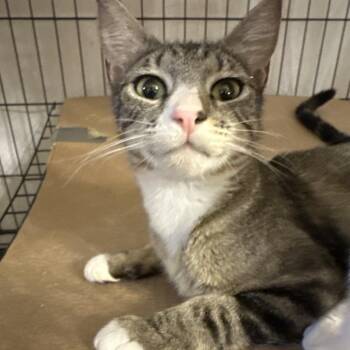 Page -  Domestic Short Hair Cat for Adoption in Grantsville, Utah - Page | PetCurious