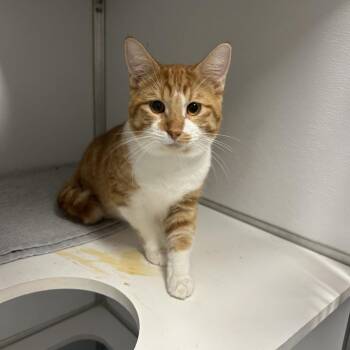 Ruben -  Domestic Short Hair Cat for Adoption in Binghamton, New York - Ruben | PetCurious