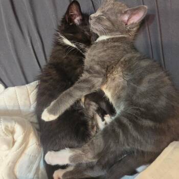 Darryl -  Domestic Short Hair Cat for Adoption in Meadow Lake, Saskatchewan - Darryl | PetCurious