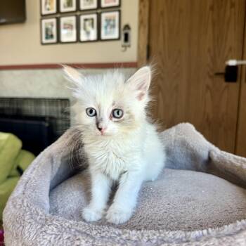 Blanca -  Domestic Long Hair Cat for Adoption in New Berlin, Wisconsin - Blanca | PetCurious