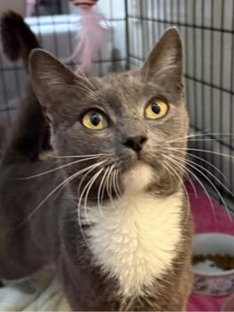 Domestic Short Hair Cats Available for Adoption in Pawleys Island, South Carolina - Kelsie | PetCurious