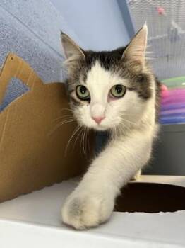 Rescue Domestic Medium Hair Cats for Adoption in Dekalb, Illinois - Mai Tai | PetCurious