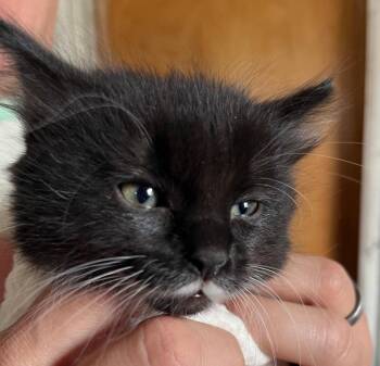 Greta -  Domestic Medium Hair Cat for Adoption in Thompson Falls, Montana - Greta | PetCurious