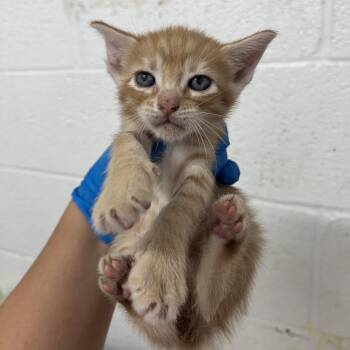 Comet -  American Shorthair Cat for Adoption in Edinburg, Texas - Comet | PetCurious
