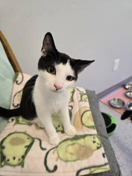 W2 RANGER -  Domestic Short Hair Cat for Adoption in Southbury, Connecticut - W2 RANGER | PetCurious