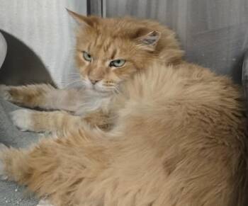 Domestic Medium Hair Cats Available for Adoption in Chandler, Arizona - Cumin Orange | PetCurious