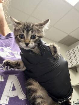 Crue -  Domestic Short Hair Cat for Adoption in Austin, Texas - Crue | PetCurious