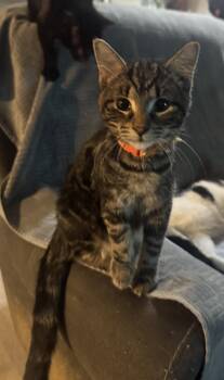 Elm -  American Shorthair Cat for Adoption in Massillon, Ohio - Elm | PetCurious
