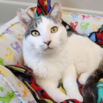 Norman -  Domestic Short Hair Cat for Adoption in Marshfield, Wisconsin - Norman | PetCurious