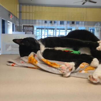 Domestic Short Hair Cats Available for Adoption in Webster, Texas - Tuxedo Mask | PetCurious