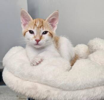 Flicker -  Domestic Short Hair Cat for Adoption in Ogden, Utah - Flicker | PetCurious