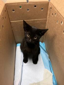 Domestic Short Hair Cats Available for Adoption in Long Beach, California - TOAST | PetCurious