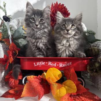 Sweets & Hodgins Bonded Brothers -  Domestic Long Hair Cat for Adoption in Eaton Rapids, Michigan - Sweets & Hodgins Bonded Brothers | PetCurious