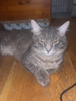 Domestic Medium Hair and Tabby Cats Available for Adoption in New York, New York - Momo *foster Needed* | PetCurious