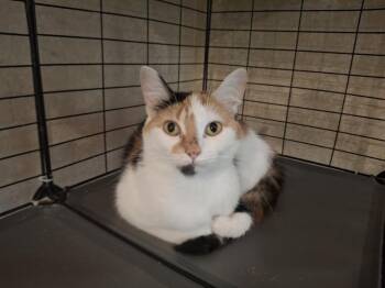 Domestic Short Hair Cats Available for Adoption in West Peoria, Illinois - Nessie G. | PetCurious