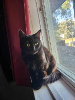 Rescue Domestic Short Hair Cats for Adoption in Saint-jacques, Quebec - Poupinette | PetCurious