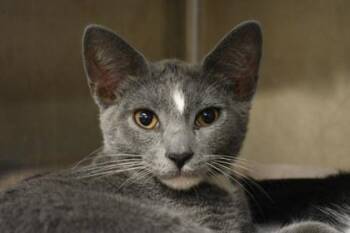 Fez -  Domestic Short Hair Cat for Adoption in Kansas City, Missouri - Fez | PetCurious