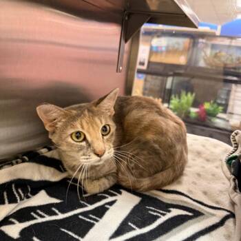 Lulu Belle -  Domestic Short Hair Cat for Adoption in Hemet, California - Lulu Belle | PetCurious
