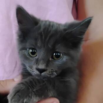 Coke -  Domestic Medium Hair Cat for Adoption in Grantsville, Utah - Coke | PetCurious