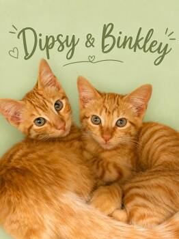 Dipsy & Binkley: bonded (FCID# 07/29/26-40,41) -  Tabby Cat for Adoption in Greenville, Delaware - Dipsy & Binkley: Bonded (FCID# 07/29/26-40,41) | PetCurious