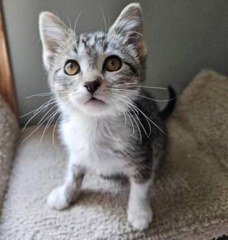 Orzo -  Domestic Short Hair Cat for Adoption in Verona, Wisconsin - Orzo | PetCurious
