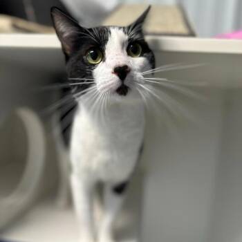 Domestic Short Hair Cats Available for Adoption in Normal, Illinois - Bad Bunny | PetCurious