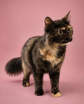 Zoe -  Domestic Long Hair Cat for Adoption in The Woodlands, Texas - Zoe | PetCurious