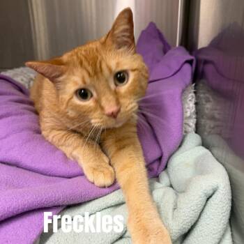 Freckles *Meet me at Petsmart Richfield -  Domestic Short Hair Cat for Adoption in Buffalo, Minnesota - Freckles *Meet Me At Petsmart Richfield | PetCurious
