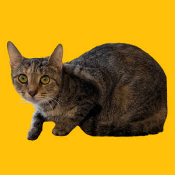 Rescue Domestic Short Hair Cats for Adoption in Tuscaloosa, Alabama - Tia | PetCurious