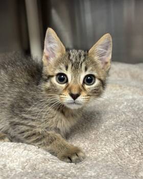 Simba (with Dolly) -  Domestic Short Hair Cat for Adoption in Richmond, Virginia - Simba (with Dolly) | PetCurious