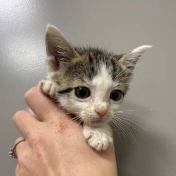 Magnolia -  Domestic Short Hair Cat for Adoption in Sand Springs, Oklahoma - Magnolia | PetCurious