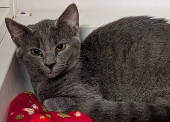 Prissy -  Domestic Short Hair Cat for Adoption in St. Augustine, Florida - Prissy | PetCurious