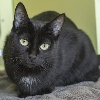 Echo -  Domestic Short Hair Cat for Adoption in Pontiac, Michigan - Echo | PetCurious