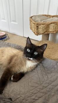 Emmett Otter -  Siamese Cat for Adoption in West Palm Beach, Florida - Emmett Otter | PetCurious