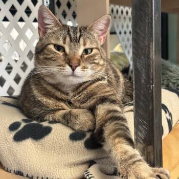 Amber -  Domestic Short Hair Cat Available for Adoption in Kennett Square, Pennsylvania - Amber | PetCurious